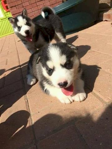 Cachorros Husky Siberiano Blanco Y Negro En Adopcion Gratis Ponce Pr Perros En Adopcion